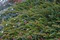 Juniperus conferta IMG_8853 Jałowiec nadbrzeżny